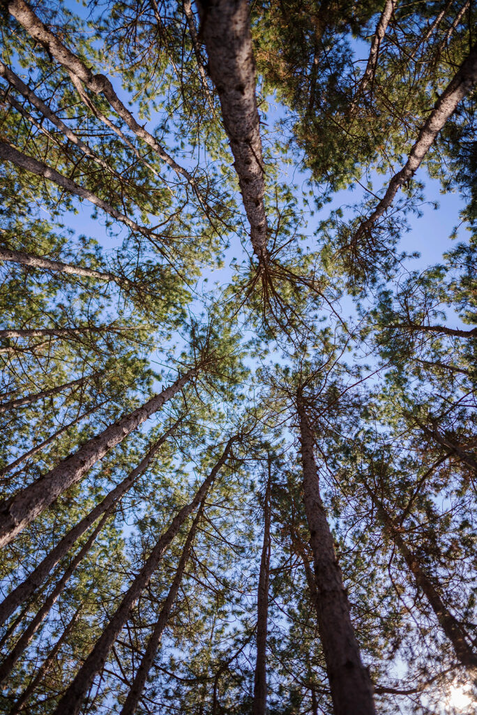 Trees in the park