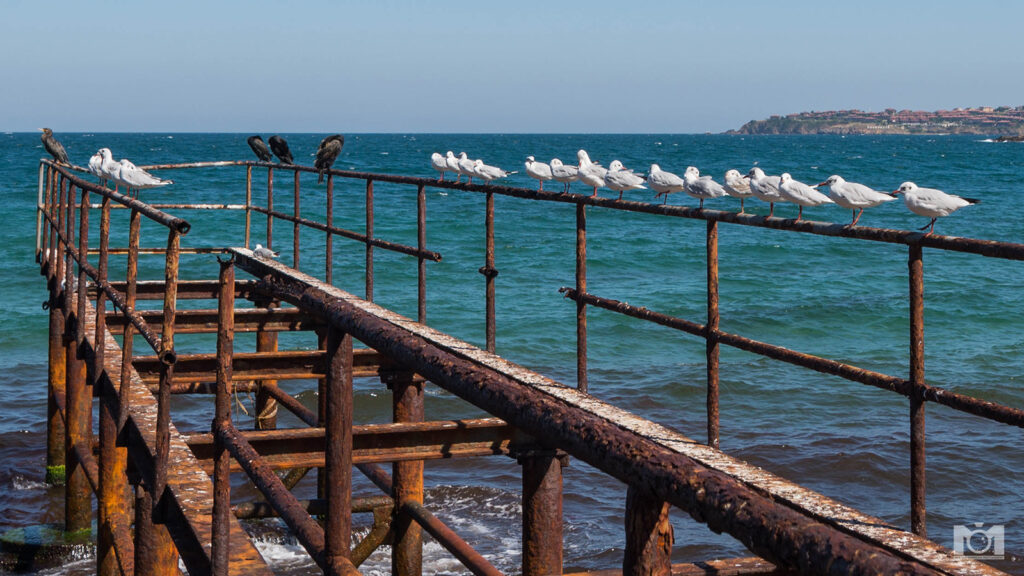 Seagulls in Sozopol